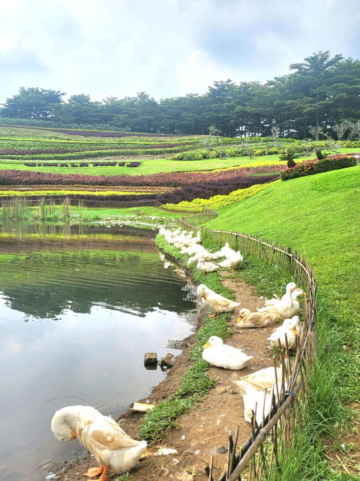 Villa Vimala Hills Semeru 茂物 外观 照片